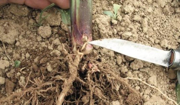 La larve fil de fer jaune du taupin perfore le collet et affaiblit la plante. Lorsque l’attaque a lieu sur plante jeune, celle-ci peut être totalement détruite.