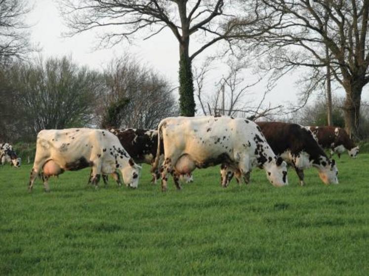 L’alimentation constitue un moyen efficace pour moduler la qualité nutritionnelle de la matière grasse du lait et celle des produits qui en sont issus.