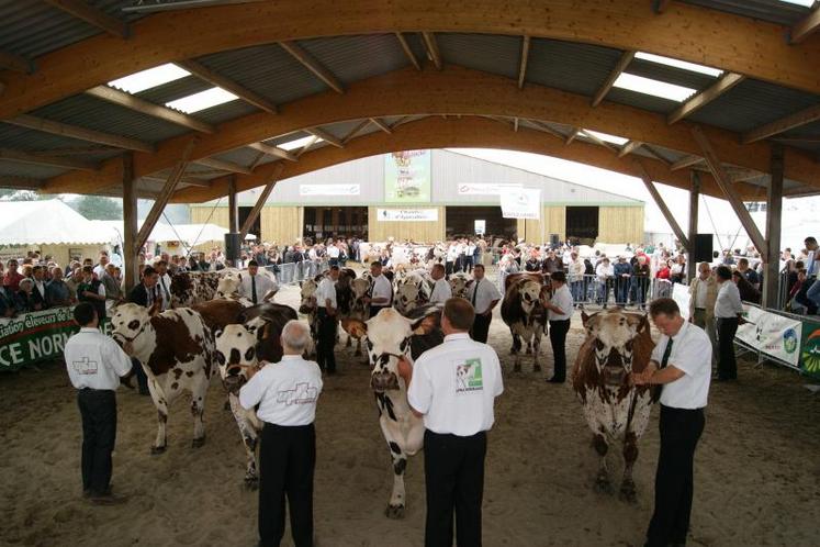 Toute la journée les présentations se sont succédé, vendredi, en race Normande. A droite "Rosette" (gaec de la Séline, Rauville la Bigot) qui remporte sa section. Elle devient une des favorites pour le prix de championnat.