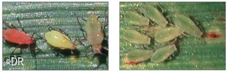 A gauche : Sitobion avenae : couleur du corps variable, cornicules longues et noires. Puceron 
capable de coloniser les épis. A droite : Sitobion avenae : couleur du corps variable, cornicules longues et noires. Puceron capable de coloniser les épis.