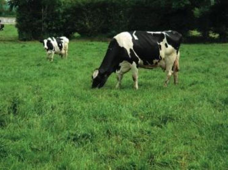 La croissance de l’herbe est conditionnée, entre autres, par l’équilibre entre les éléments fertilisants.