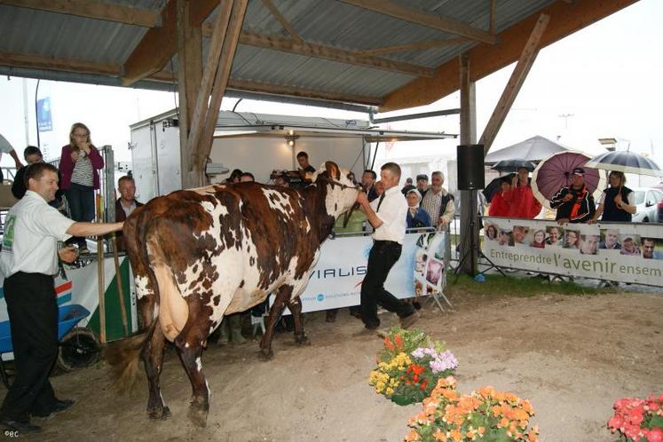 "Uselle II", grande championne normande 2011.