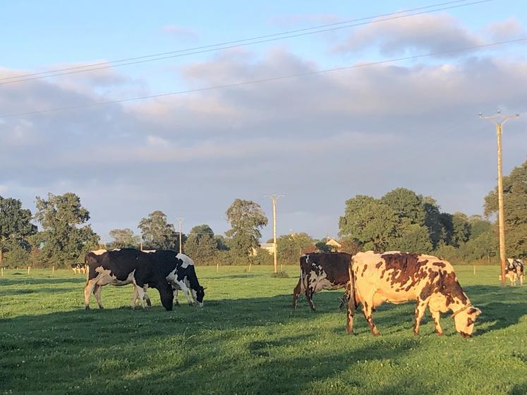 Vaches Normandes au pré