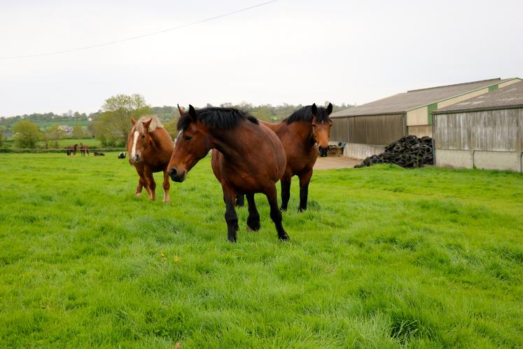 MALTRAITANCE CHEVAUX