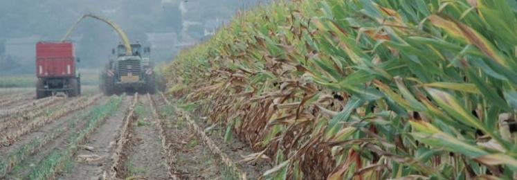 Afin de pouvoir comparer la tonne brute de MS rendue auge de l'ensilage de maïs à éventuellement des produits de substitution, il est important pour l'acheteur de rajouter au prix d'achat les frais 
de récolte (ensilage et transport) et un taux de pertes au silo.