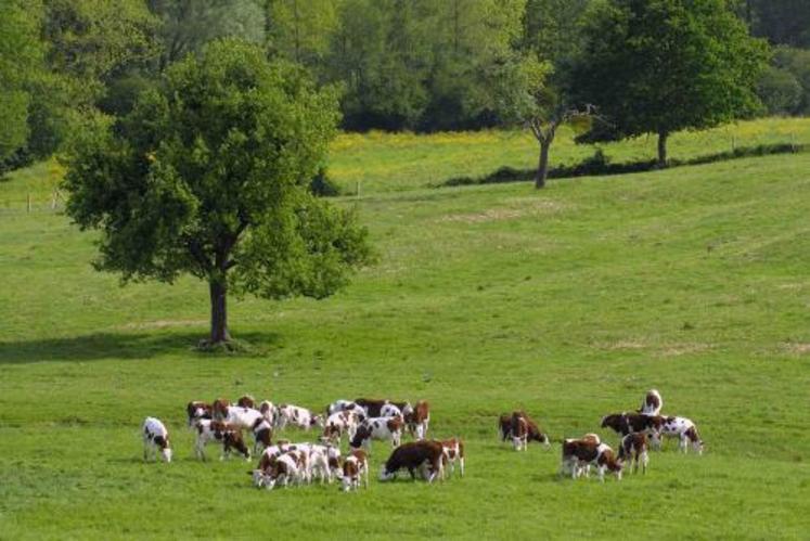 De juillet à novembre, il est encore possible de bien valoriser l'herbe d'été-automne et d'économiser des fourrages conservés.