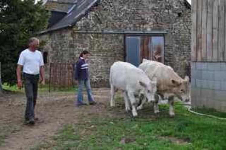 A l’Earl Châtelier, on affiche ses objectifs en terme de sélection : “de la taille et du développement. Après, on essaye de ramener de la viande tout en conservant des vaches qui produisent du lait”. 