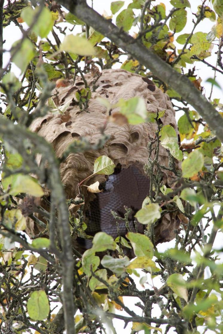 Clément Lebrun a découvert le nid en vérifiant ses arbres avant de les secouer. Situé à 5 mètres, le guêpier contenait entre 1 200 et 1 500 frelons asiatiques. Le vibreur étant à découvert, les risques de piqûre sont élevés.