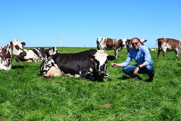 Gabriel Moreno, à la SCEA Emouville de M. Follet à Saint-Vaast-Dieppedalle, en Seine-Maritime. La vache photographiée est Guimauve, mère d’Indigène, taureau distribué en Colombie par Genetica selecta. DR