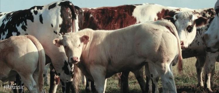 La Normandie est la première région d’élevage bovin français avec 2,2 millions de têtes.