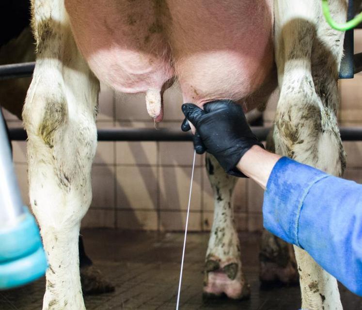 C’est la seule méthode qui permet de garantir la détection précoce des mammites et donc de maximiser les chances de guérison. Tirer les premiers jets permet également de bien stimuler la mamelle, donc d’optimiser l’éjection du lait et donc, d’optimiser le temps de traite.