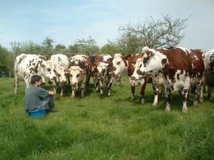 La Normande, une race qui se confond avec l’histoire de la région mais se cultive aussi à l’International.