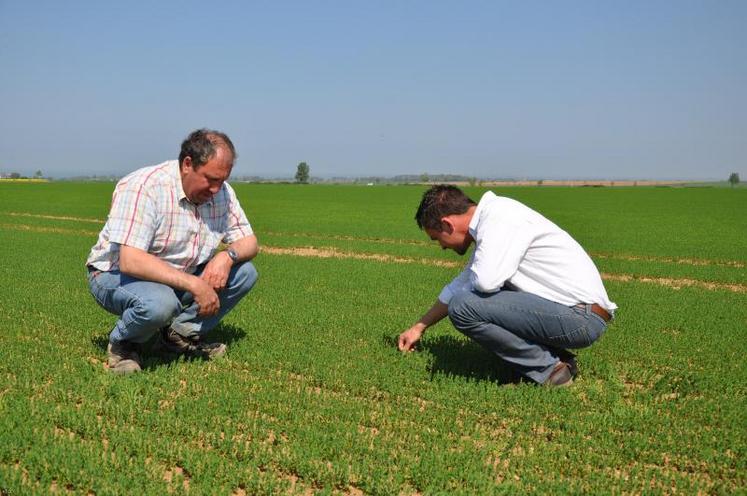 Toutes les exploitations de ces réseaux travaillent à réduire l’utilisation des produits phytosanitaires, parfois depuis plusieurs années, ce qui fait qu’elles sont pour certaines à des niveaux d’IFT (Indice de Fréquence de Traitement), très inférieurs aux références régionales. Les techniques mises en œuvre par ces exploitants sont très variées : conduite raisonnée très pointue, conduite intégrée, pulvérisation bas-volume et réduction de doses, agriculture de ...