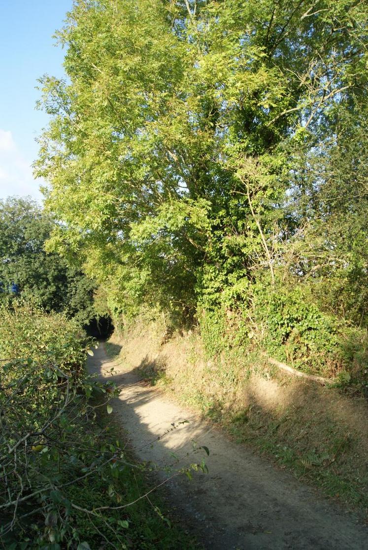 La  viabilité économique de la filière est d’ores et déjà démontrée, les coupes de bois sont gérées d’année en année.