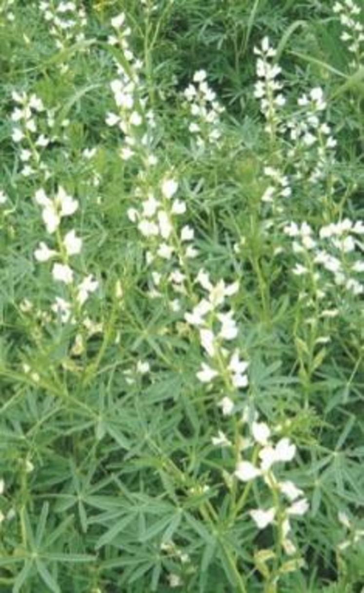 La variété ARABELLA, un lupin bleu (à fleurs blanches) très prometteur.