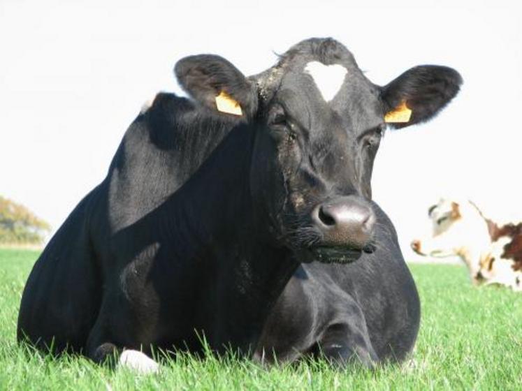 Le stade de lactation et le niveau de production sont deux éléments importants du calcul. La valeur de l’animal s’amortira d’autant mieux que sa production sera élevée et que la vache aura la possibilité de réaliser une seconde lactation.