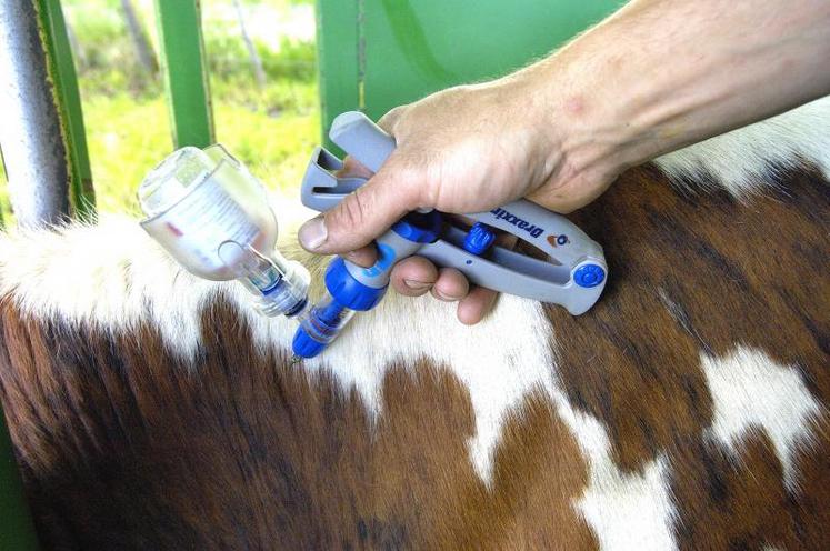 Vacciner, c’est protéger les animaux mais aussi contribuer à l’éradication de la maladie. (Leitenberger)