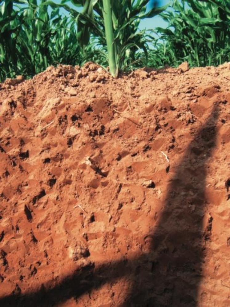 Profil de sol sous le maïs avec précédent prairie. Le sol est homogène et meuble sur toute la profondeur. Les racines ne sont pas gênées par une semelle de labour.