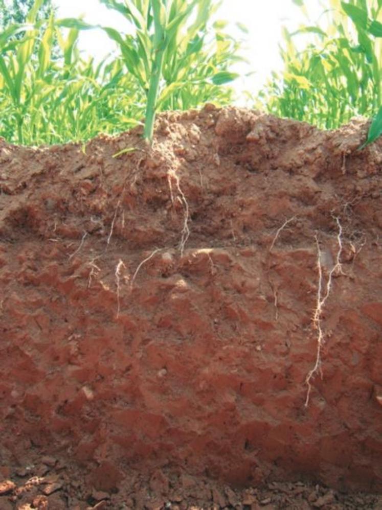 Profil de sol sous le maïs avec précédent maïs. Le sol est tassé à environ 30 cm de profondeur, profondeur de labour. Les racines sont obliques à ce niveau. Certaines traversent la zone compacte.