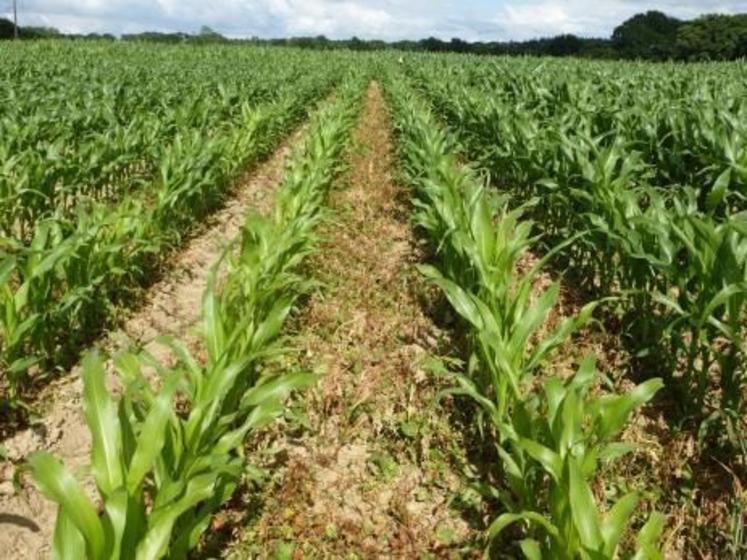 Désherbage trop tardif en maïs fourrage sur flore dicot : la concurrence est très visible (maïs plus court et carencé en azote) par rapport au témoin à droite.