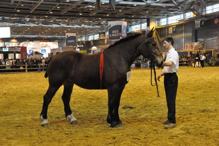"Simka de C", déjà 4è dans le trophée national des chevaux de trait se classe premier du concours des juments de 4 ans Cob.