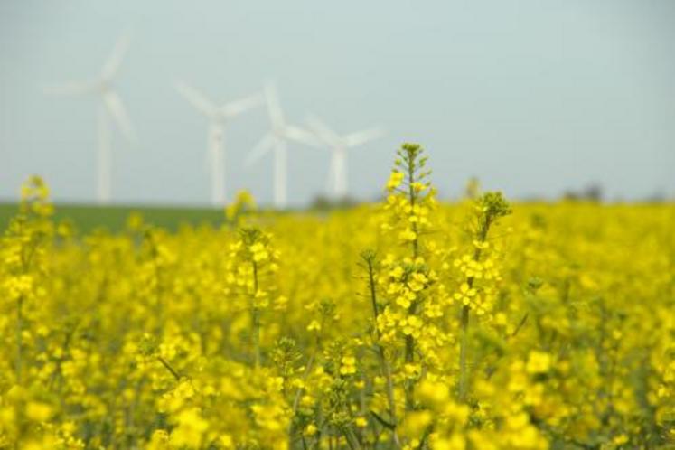 On l’oublie également. Outre son intérêt environnemental, la filière diester produit des tourteaux pour l’alimentation animale. Des tourteaux qui sont en mesure de remplacer le soja et autres protéines végétales importés du continent américain.