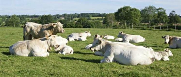 MAEC ou aide à l’agriculture biologique, la réforme 2015-2019 amène à se poser la question.