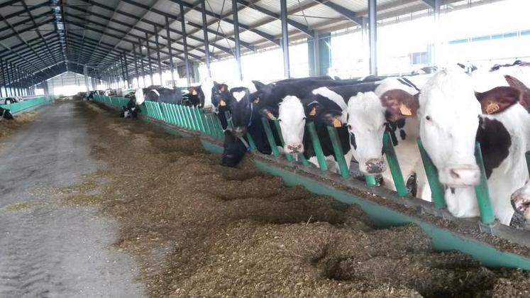 “Si on veut être producteur de lait demain, il y a deux possibilités. Un produit à haute valeur ajoutée, des fromages AOC et des yaourts locaux, et là il y a des vrais créneaux. Mais il faut aussi du lait pour le fromage à pizza, le fromage blanc, les yaourts grande consommation”