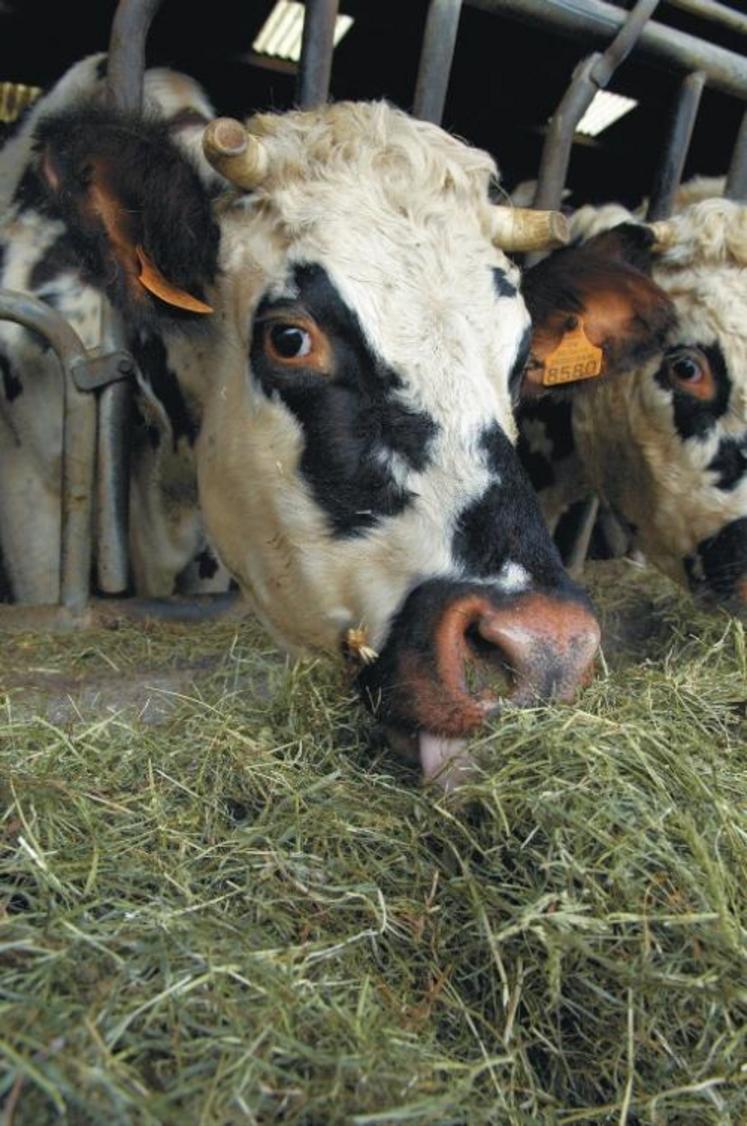 Vaches Normandes nourries uniquement au foin ventilé dans une ferme laitière certifiée “Agriculture Biologique”. (S. Leitenberger)