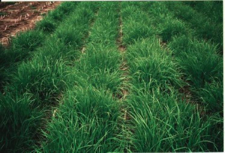 Ray grass semé sous couvert après ensilage.