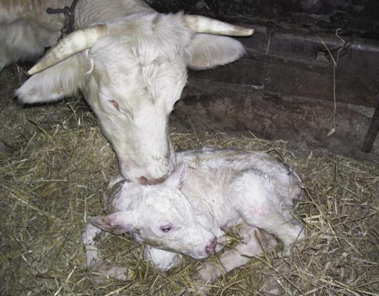 La préparation des vaches au vêlage, notamment la préparation alimentaire et sanitaire, sont les deux principales clés de la réussite pour avoir des veaux vivants et en bonne santé.