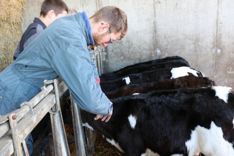 La première étape dans la prise en charge de la douleur lors de l’écornage des veaux est la contention.  Il existe différents types de contention. La première est dite chimique : l’éleveur utilise un sédati