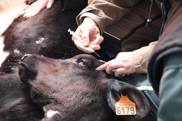 L’anesthésie locale est obligatoire à partir de quatre semaines. Elle se fait par voie sous-cutanée, au niveau des salières. L’anesthésiant « noie » le nerf qui va jusqu’aux cornes. Les veaux, même jeun