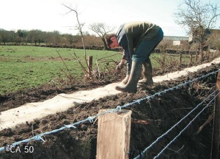 Plantation sur talus en cours (talus protégé des animaux 
par une clôture).