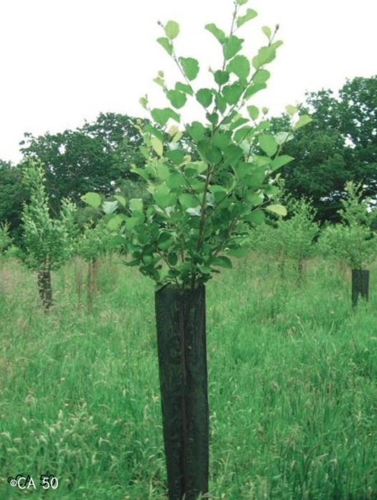 Jeune plant protégé du chevreuil.