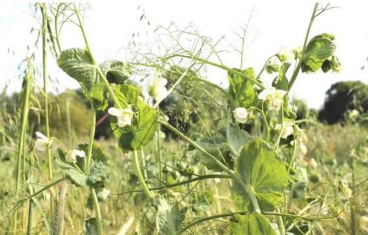 Le pois fourrager afila Ascension : un pois fourrager à fleur blanche, sans tanin.