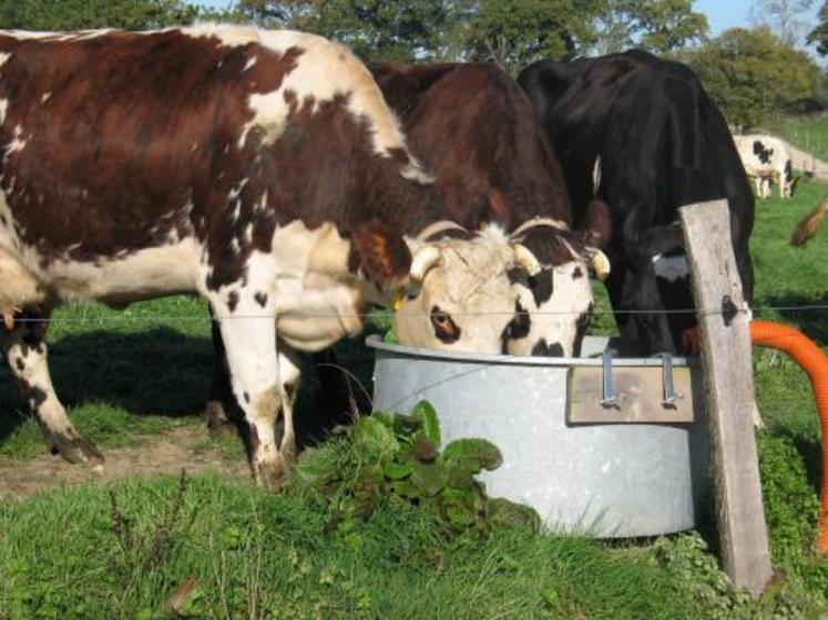 La bonne gestion du pâturage se caractérise par un compromis entre le maintien de la qualité de la prairie et la production laitière.