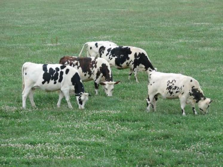 Il est conseillé de pâturer ras en sortie d’hiver et de sortir les vaches des parcelles lorsque la hauteur d'herbe est de 4.5 cm voire 4 cm.
