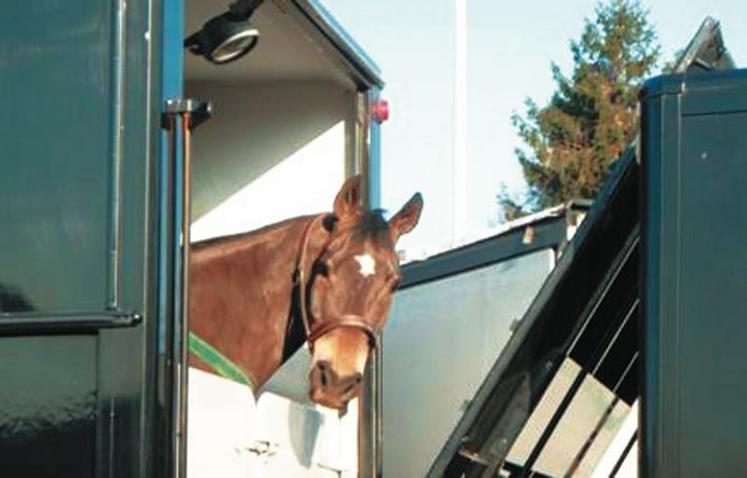Un transport routier de deux jours pour des chevaux expérimentés conduit à une augmentation de la sécrétion de cortisol, indicateur de stress.