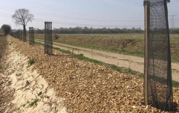 Plantation paillée avec du copeau bois.