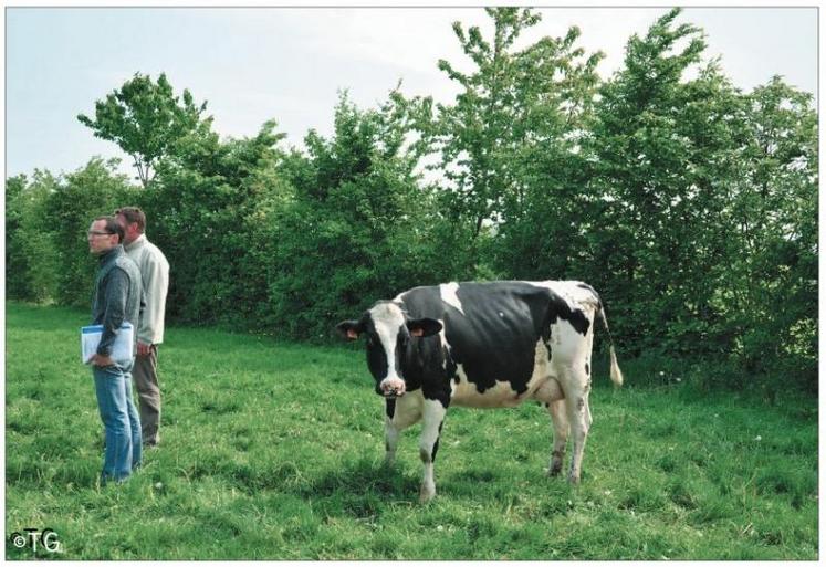 En procurant un abri aux animaux contre le vent et la pluie, les haies leur apportent un réel confort. 
Ces effets sont d'autant plus importants si les conditions climatiques sont rudes et si les animaux sont jeunes.