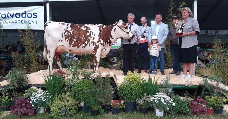 Concours race normande - boeuf en fête Maltot