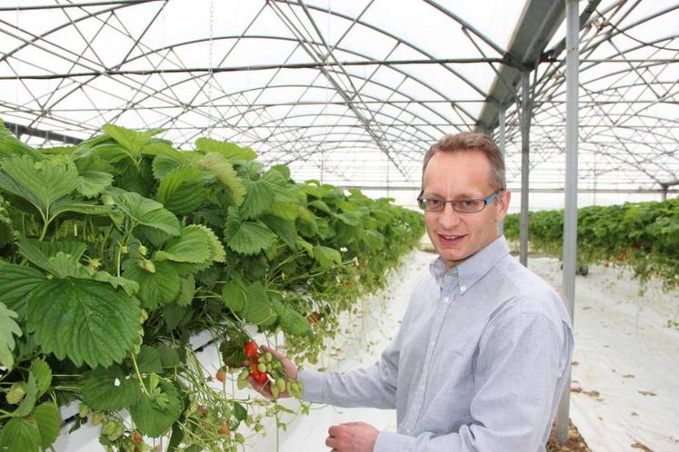 Alain Cottebrune. Installé depuis 1992, il multiplie les initiatives Après les tomates, ce sont des fraises qui sont produites dans le Val de Saire.