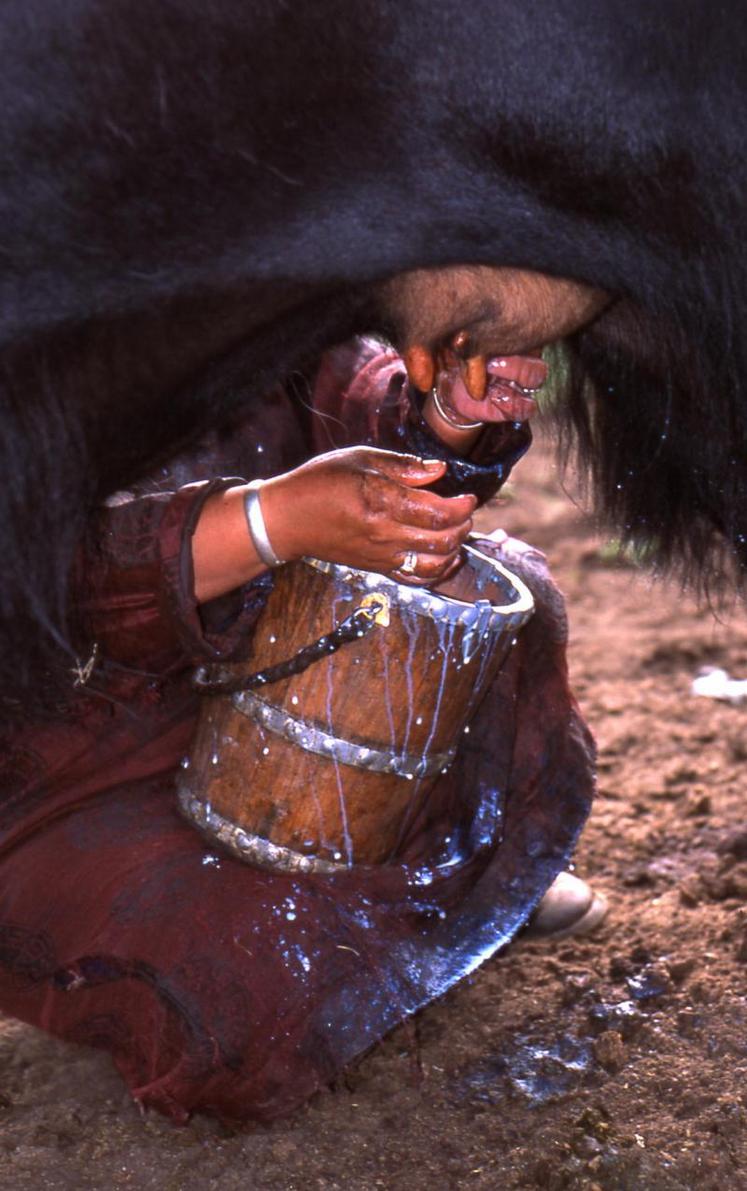 La traite en Mongolie.