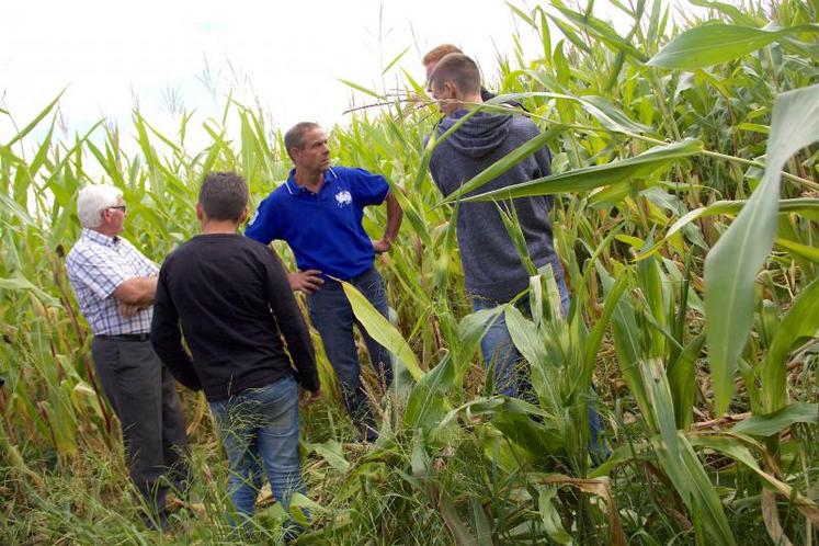 Il n'y a pas que les agriculteurs qui s'inquiètent de la présence du cochon dans le maïs. Loïc Desdoits (ici au centre), président du Comité des Fêtes de Chaulieu (50) qui organise le 23 septembre prochain la «Fête de l'ensilage à l'ancienne», semblait bien dépité le 11 août dernier. Il était venu constater en équipe les dégâts de sangliers dans la parcelle qui servira de support aux festivités. Force était alors de constater qu'il fallait faire quelque chose pour ...