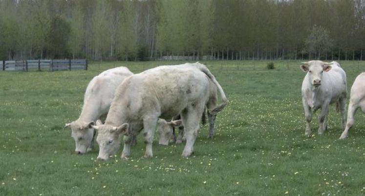 Les besoins des animaux en quantité et en qualité peuvent très bien être couverts par le pâturage.