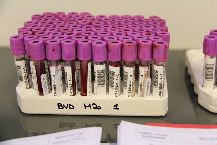 Les tubes de sang sont scannés (comme au supermarché).Grâce au fichier informatique transmis par le GDS, le laboratoire sait quelles analyses doivent être pratiquées.