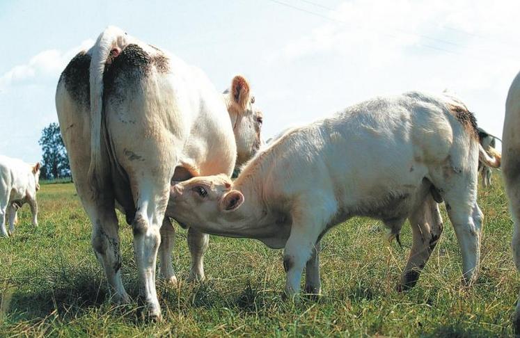 Voilà 5 ans que la ferme de l’Unog à Bosc Bérenger (76) s’est penchée sur les croissances à l’herbe des jeunes veaux sous la mère.