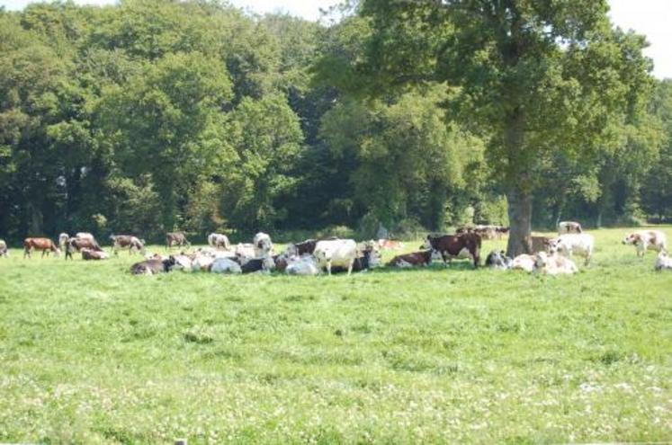 L’image d’une agriculture manchoise spécifique commence à disparaître.
