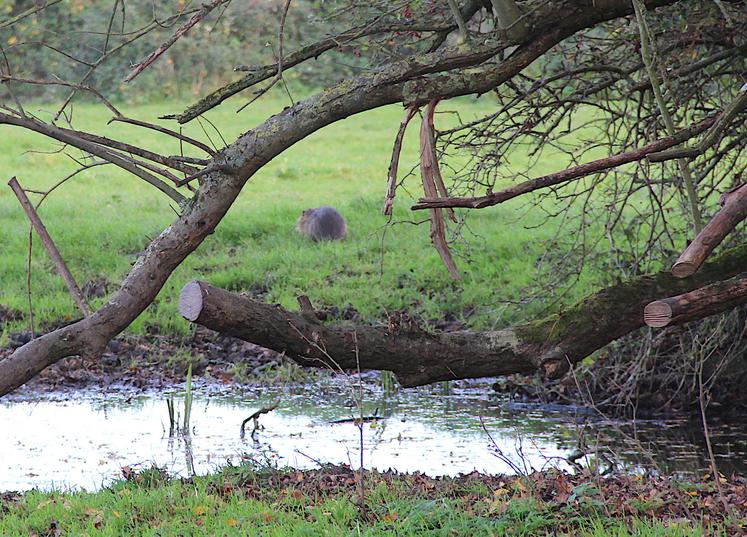 RAGONDIN, CONTROLE FAUNE SAUVAGE